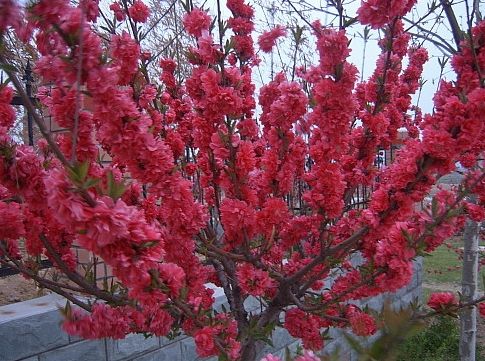 供應(yīng)【紅葉碧桃/紅葉碧桃價格/山東紅葉碧桃/山東泰安紅葉碧桃基地】