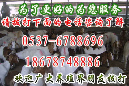 養(yǎng)牛成本及利潤是多少　丁玉雷誠信養(yǎng)牛成本及利潤是多少　丁玉雷誠信