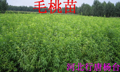 毛桃苗毛桃樹(shù)苗30萬(wàn)