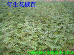 石家莊供花椒苗花椒樹(shù)苗100萬(wàn)