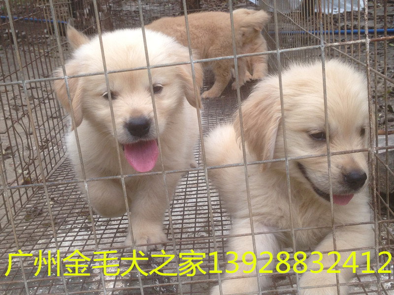 清遠市狗場，清遠市寵物狗買賣，廣州金毛犬之家（狗場）