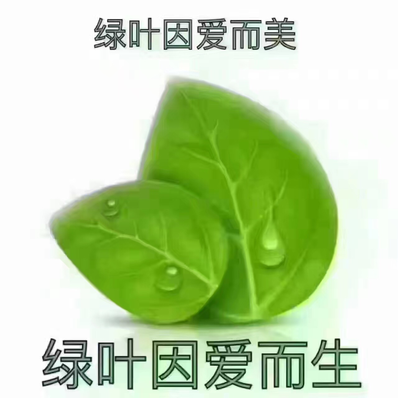 蘇州綠葉大生活怎么代理