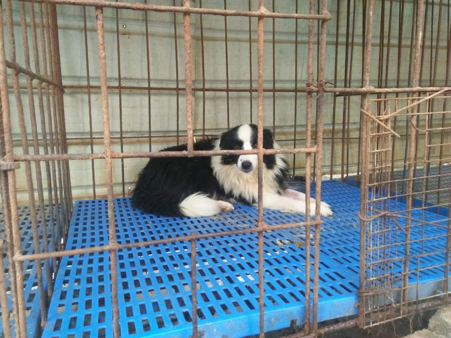 廣州白云區(qū)哪里可以買到純種邊牧幼犬，廣州金毛犬之家