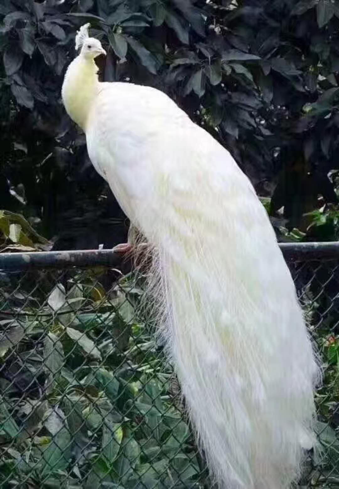 熱門暖場活動百鳥展方案百鳥展出租萌寵羊駝出賃