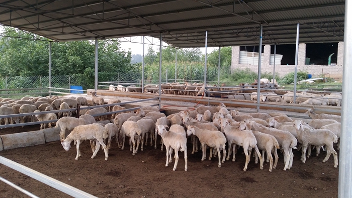 這個肉羊催肥飼料配方 幫您降低飼養(yǎng)成本