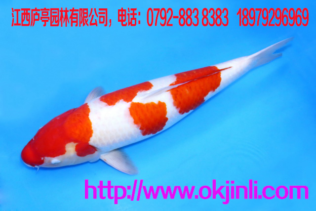 錦鯉養(yǎng)殖場(chǎng)批發(fā)供應(yīng)觀賞魚(yú)日本錦鯉魚(yú) 品種有紅白 大正三色