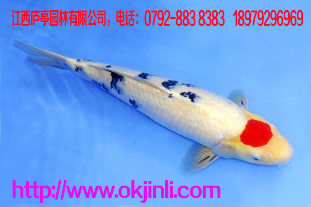 2018新品錦鯉觀賞魚(yú)批發(fā) 紅白錦鯉觀賞魚(yú)活體魚(yú)苗 江西廠家批發(fā)