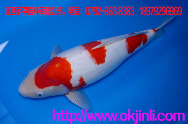 大型水族觀賞魚(yú) 紅白 大正 昭和 龍鳳 魚(yú)苗 日本錦鯉活體批發(fā)