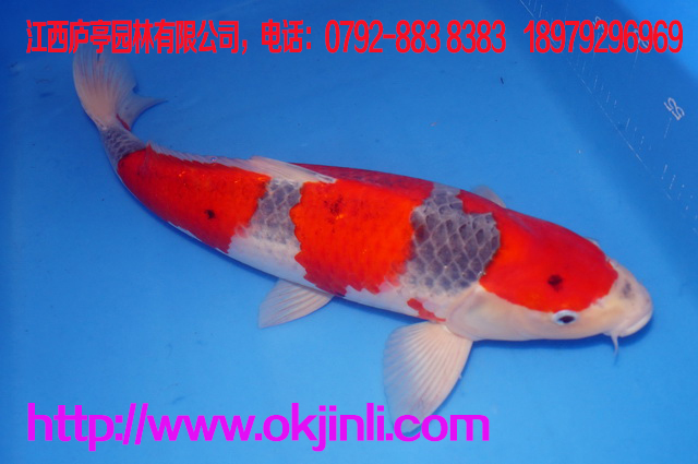 觀賞魚 純種日本三色 紅白錦鯉活體 鯉科魚苗價(jià)格優(yōu)惠