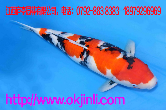 錦鯉魚(yú)苗 紅白錦鯉苗 大正 昭和 緋寫(xiě) 白寫(xiě) 孔雀魚(yú) 觀賞魚(yú)活體