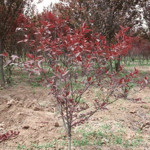 山東紅葉李價(jià)格紅葉李基地一手供應(yīng)