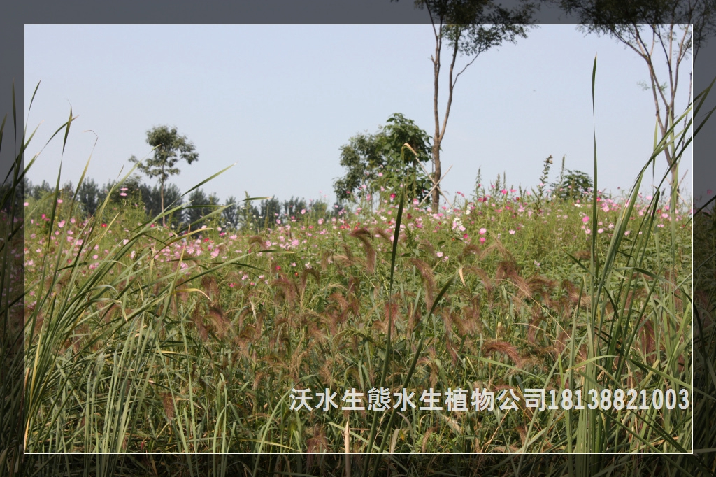 廣東水生植物大全