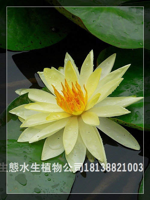 廣東水生植物價(jià)格，常年供應(yīng)各種水生植物