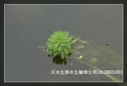 廣東那些適合家庭養(yǎng)的水生植物呢