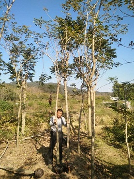 供應(yīng)黃花風(fēng)鈴木，綠化行道樹，規(guī)格齊全，福建苗木基地直銷