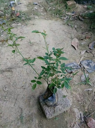 豐花月季，盆景綠植，規(guī)格齊全，福建苗木基地直銷