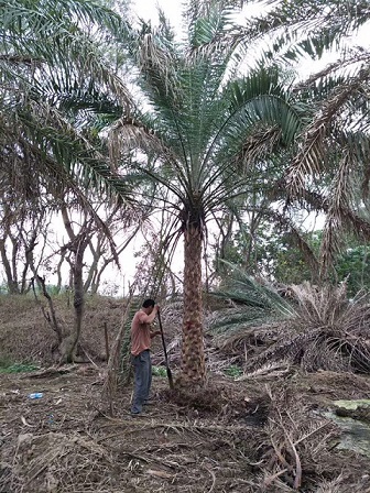 中東海棗，規(guī)格齊全，價格合理，福建苗木基地直銷