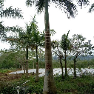 大王椰子，園林工程綠植，規(guī)格齊全，福建苗木基地直銷