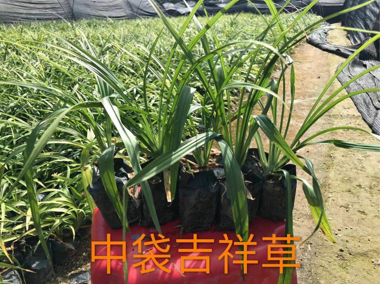 中袋吉祥草，園林工程綠植，規(guī)格齊全，福建苗木基地直銷