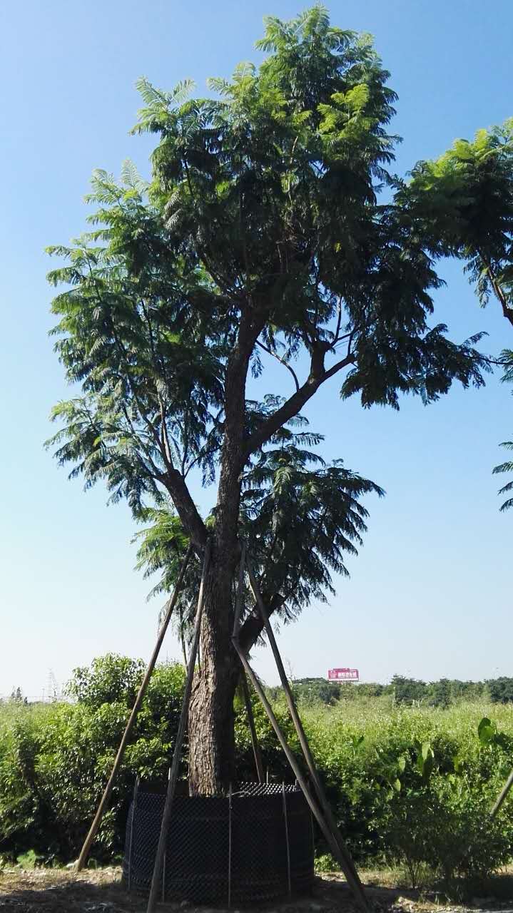 廈門有藍(lán)花楹的養(yǎng)殖基地嗎