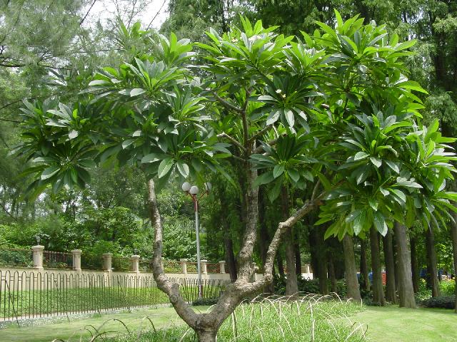 福建雞蛋花優(yōu)良品種雞蛋花價(jià)格合理雞蛋花