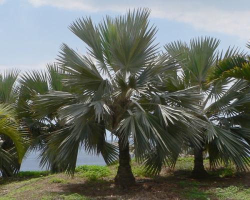 園林綠植霸王棕福建苗木基地哪里有