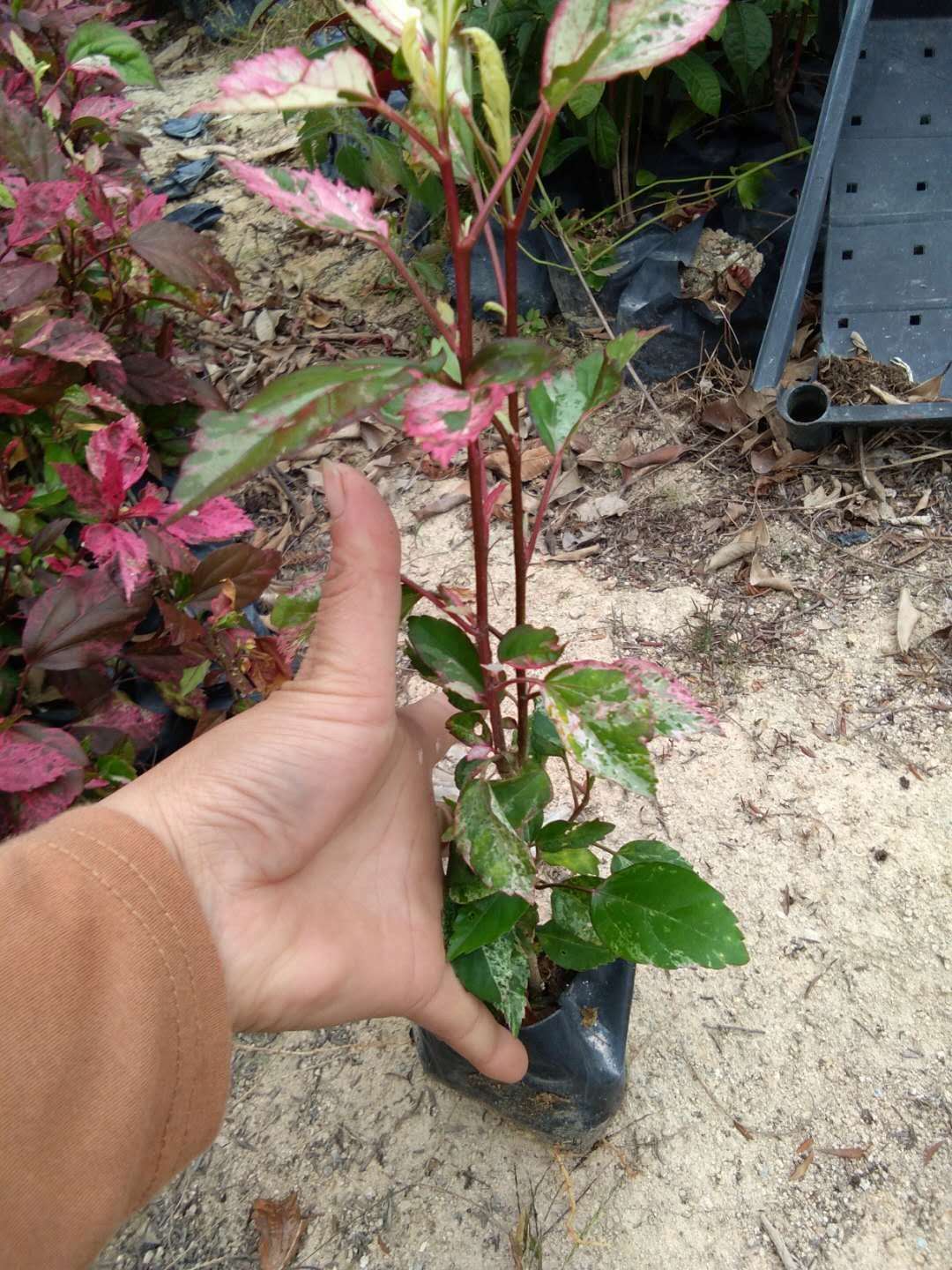 彩葉扶桑批發(fā) 漳州基地直銷 綠化苗木