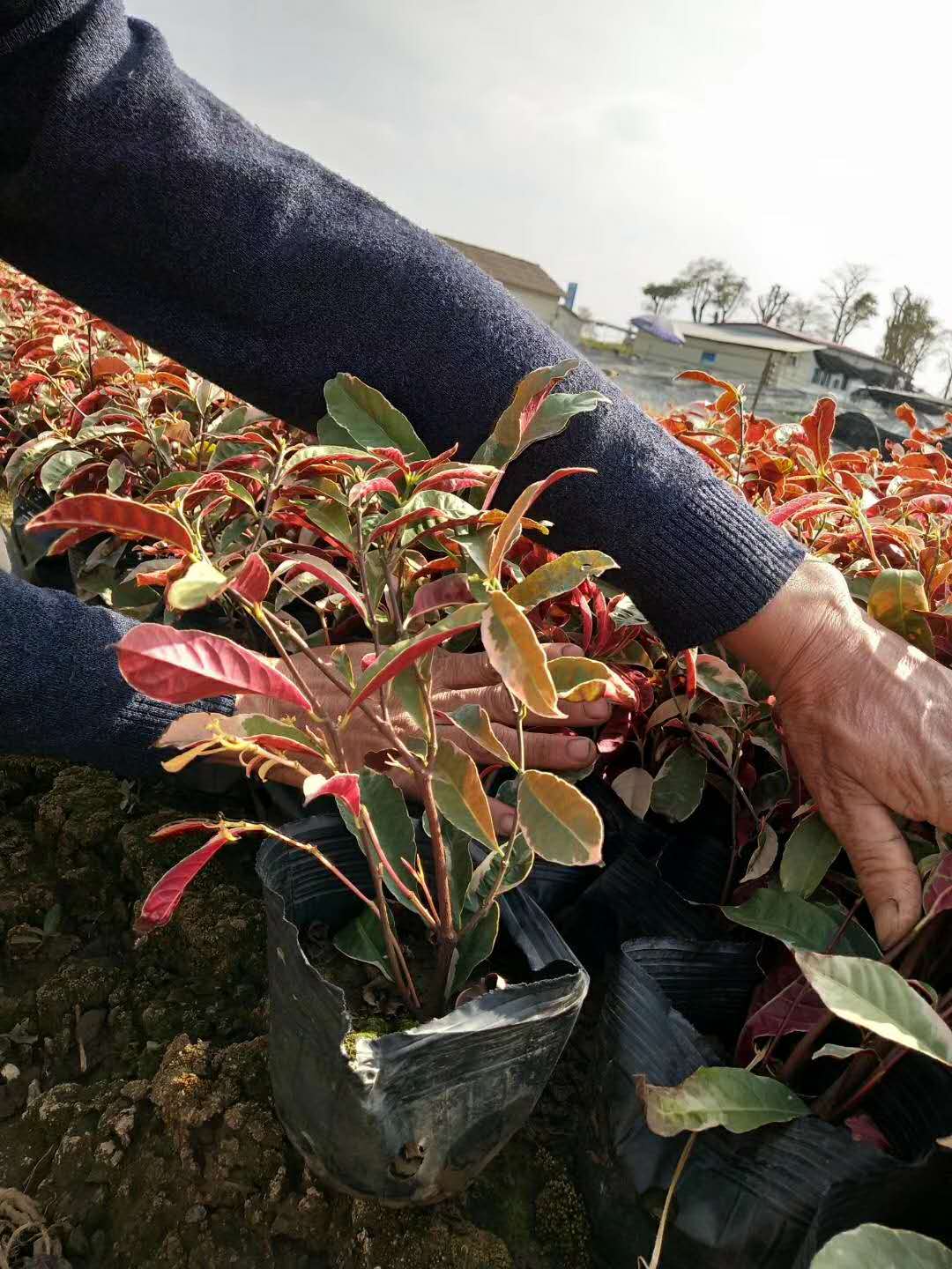 福建紅背桂漳州紅背桂大量供應 色塊苗 基地直銷