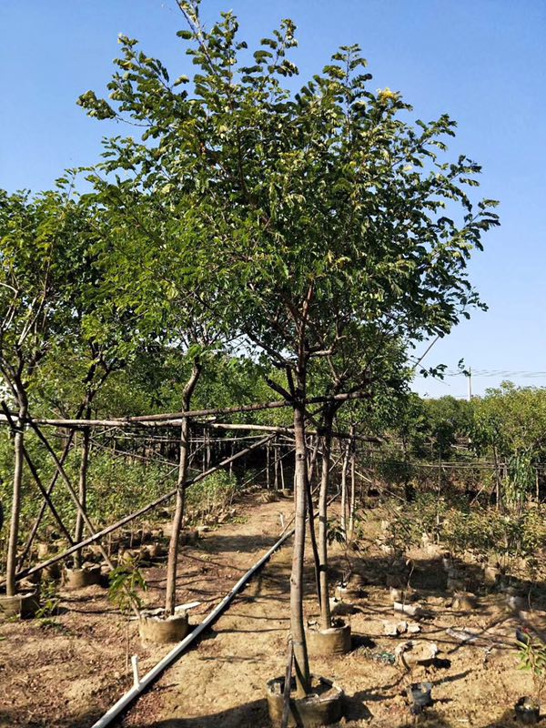 黃花槐基地直銷 大量批發(fā) 福建園林景觀工程供應(yīng) 規(guī)格齊全