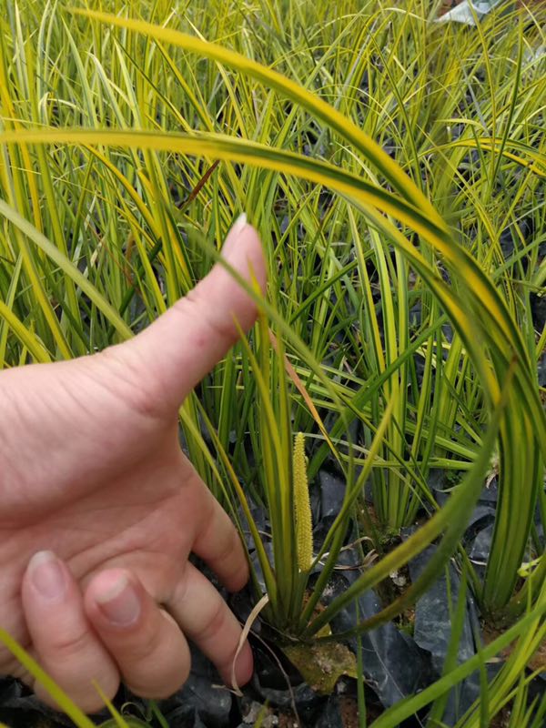 金葉石菖蒲 綠化景觀植被盆栽 供應各種水生植物