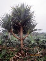 供應(yīng)棕櫚類植物紅刺林投 福建漳州興輝園藝報(bào)價(jià)