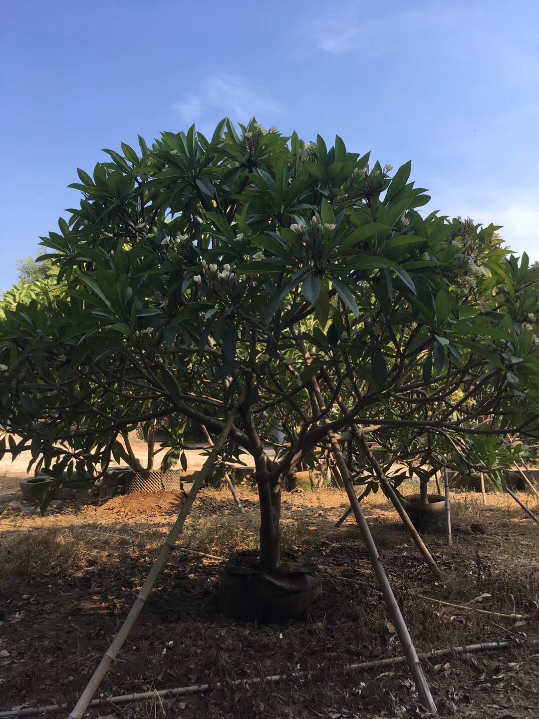 優(yōu)質精品雞蛋花 樹態(tài)優(yōu)美 基地直銷 園林風景樹