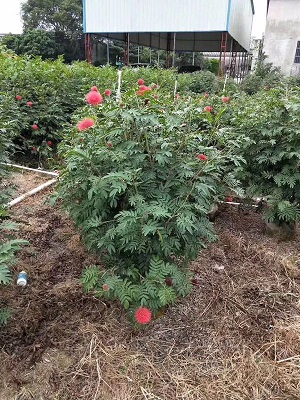 紅絨球毛球批發(fā) 綠化苗木 價格實惠 耐干旱 基地直銷