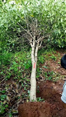 供應(yīng)桂花小苗 花期長 味道香 庭院美化 基地直銷