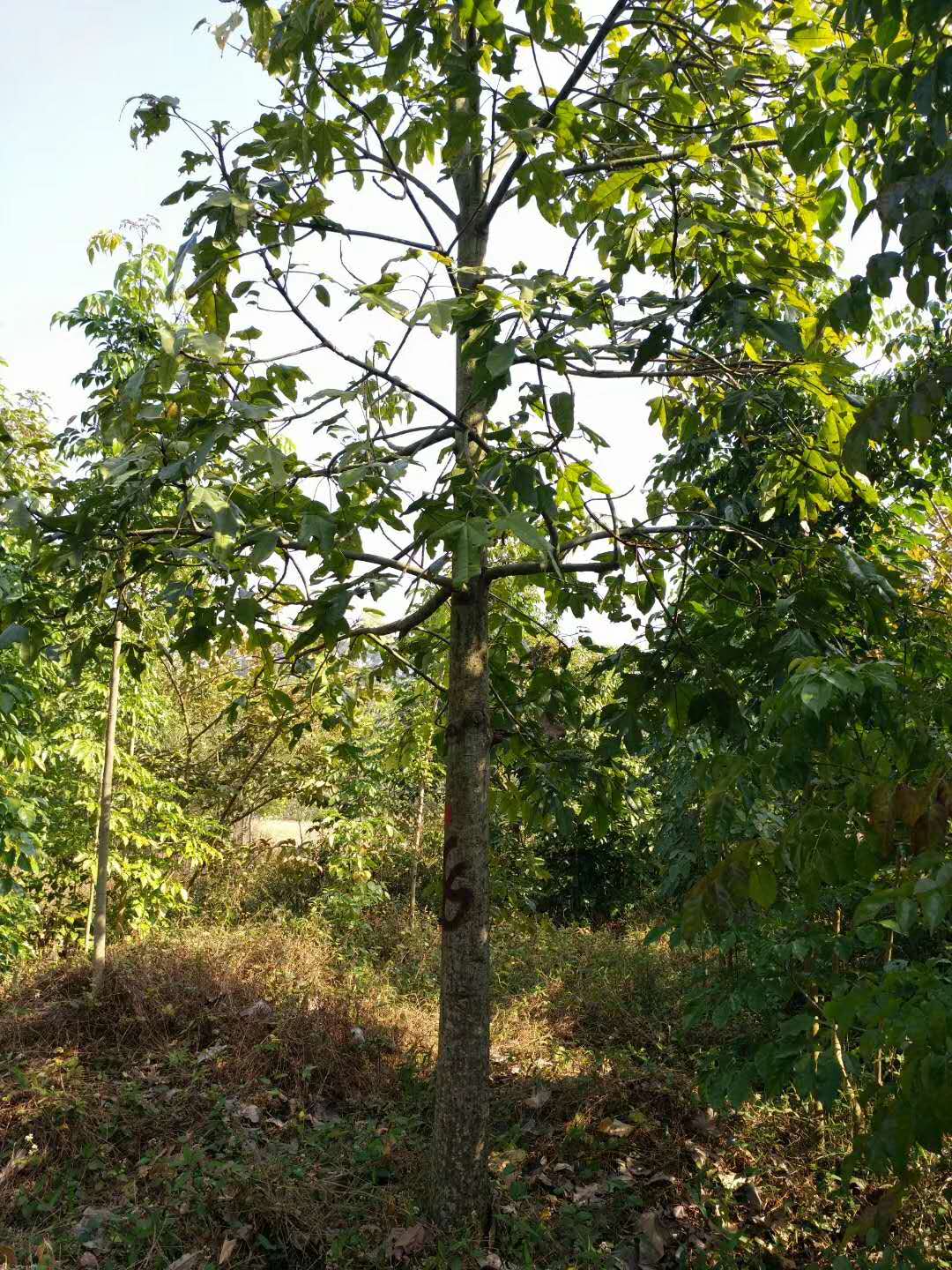 風(fēng)景樹澳洲火焰木放公園有什么效果