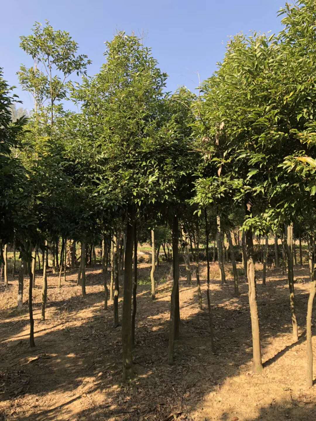 廣東中山有天竺桂嗎 天竺桂***新行情趨勢