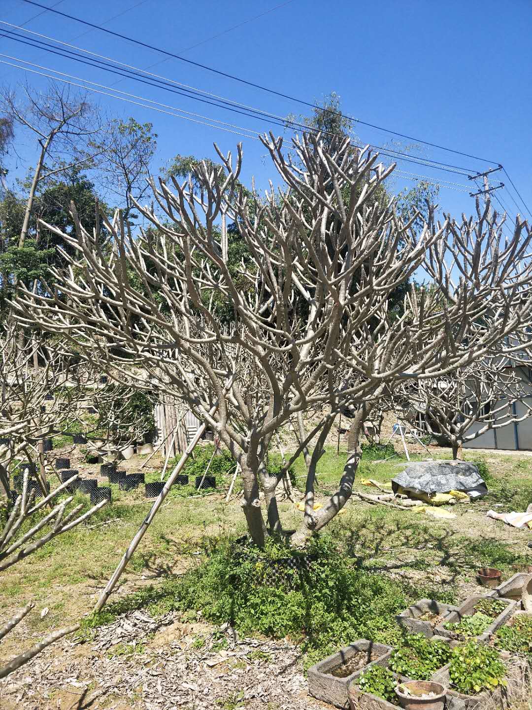 福建2018年雞蛋花報價  福建雞蛋花價格