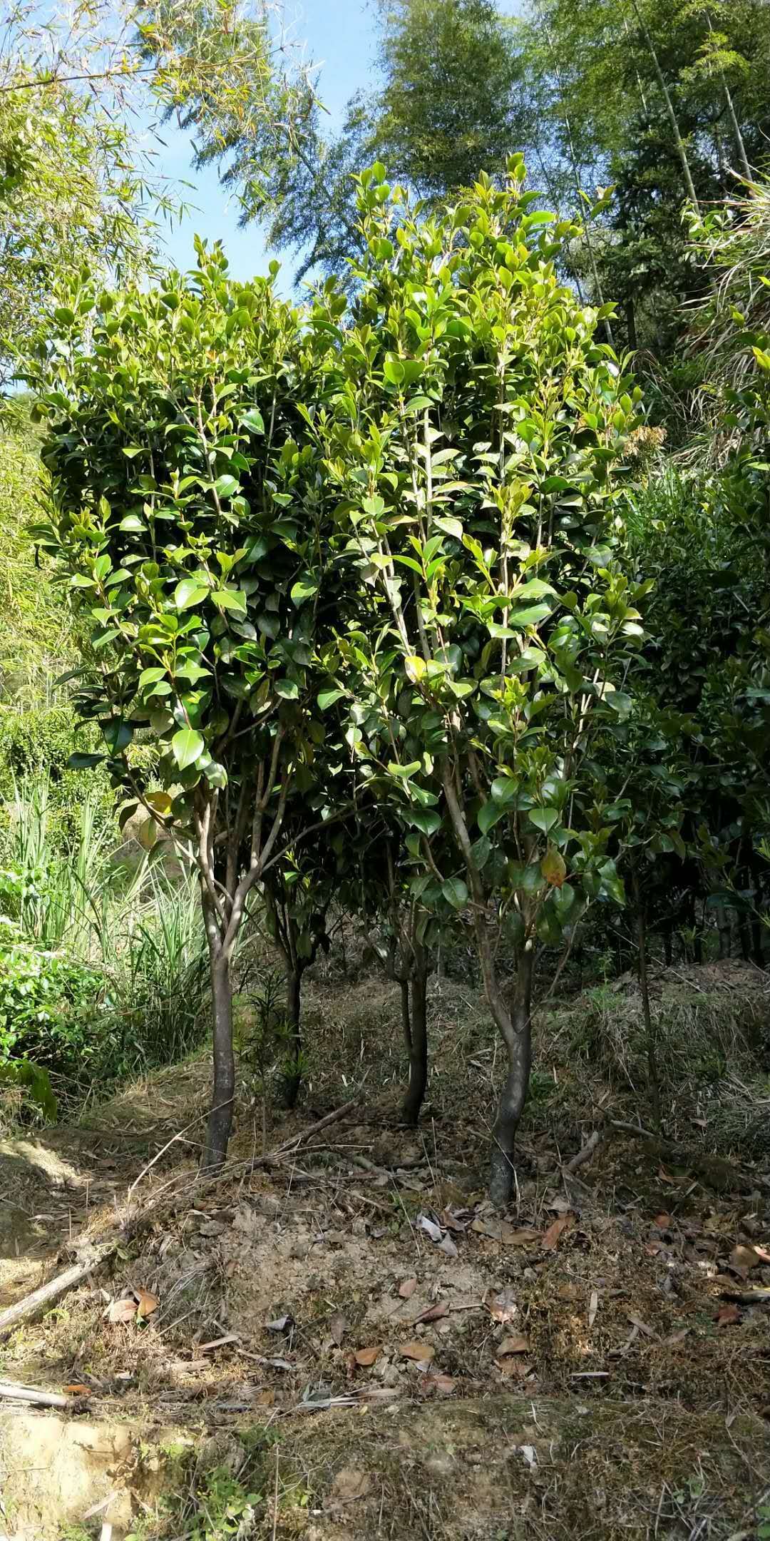 哪家的茶花移植苗價格實惠