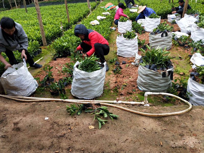 價格合理的非洲茉莉，大量批發(fā)