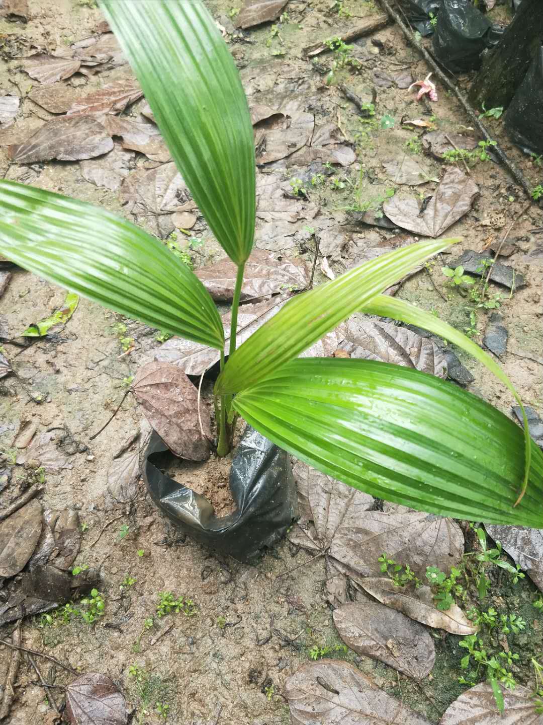 批發(fā)直銷精品蒲葵小苗產(chǎn)地直銷多種規(guī)格