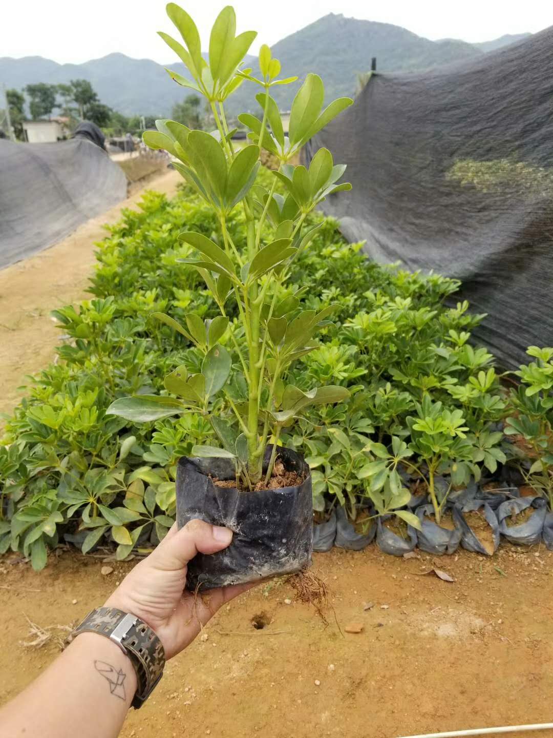 福建地區(qū)的鵝掌柴嗎