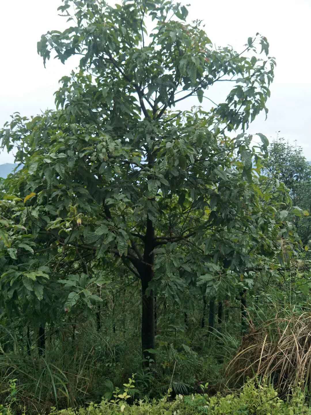 福建澳洲火焰木最新報價，大量批發(fā)