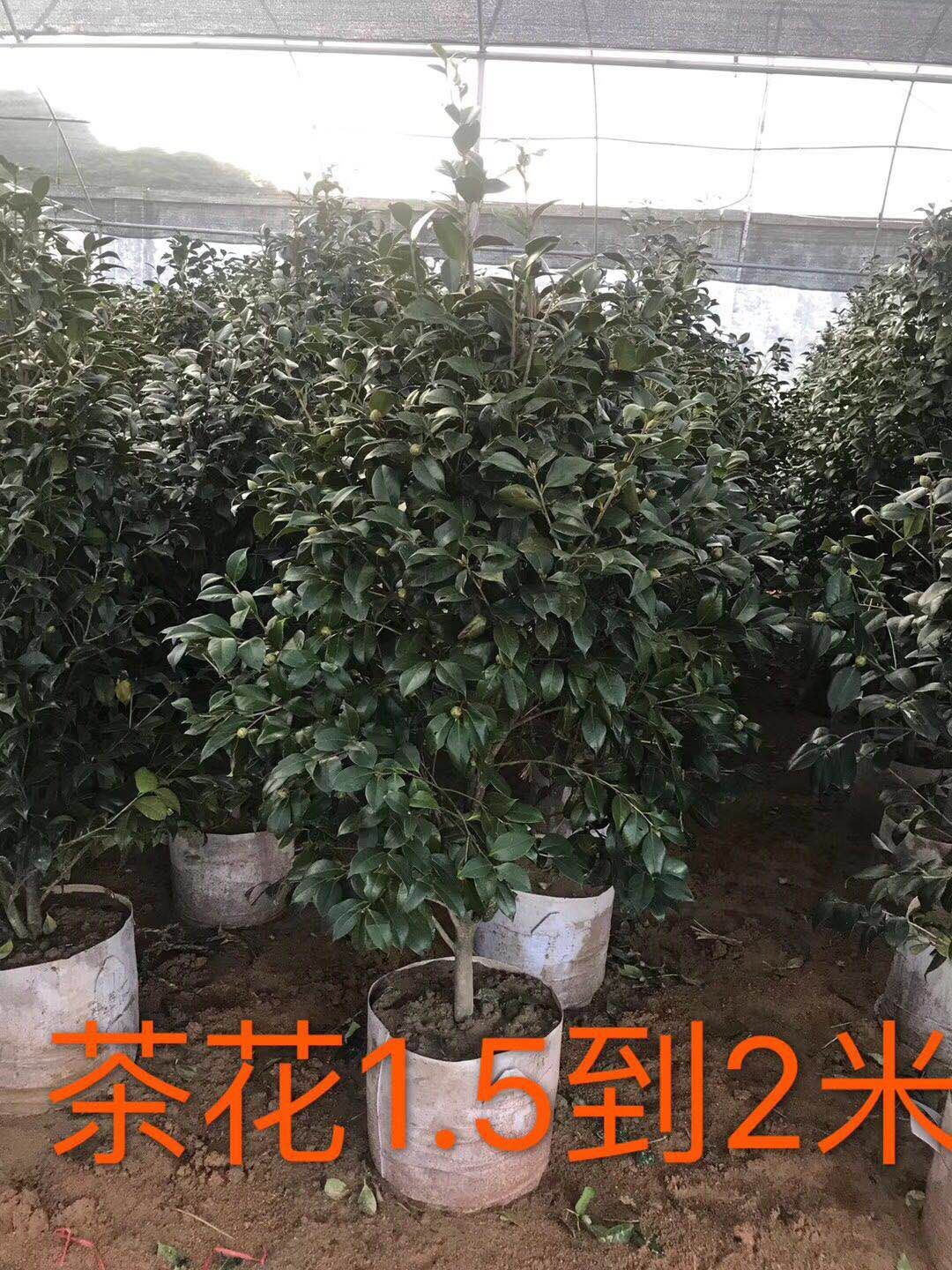 茶花有什么規(guī)格尺寸