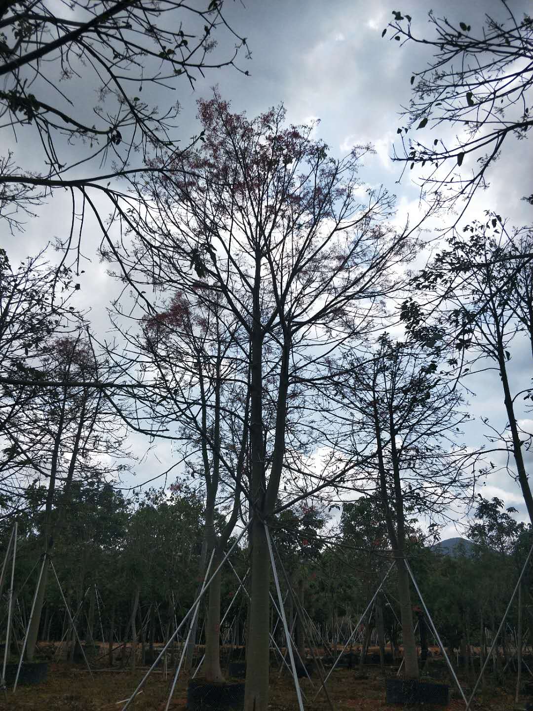 廣東廣州有澳洲火焰木批發(fā)零售嗎哪家質(zhì)量好