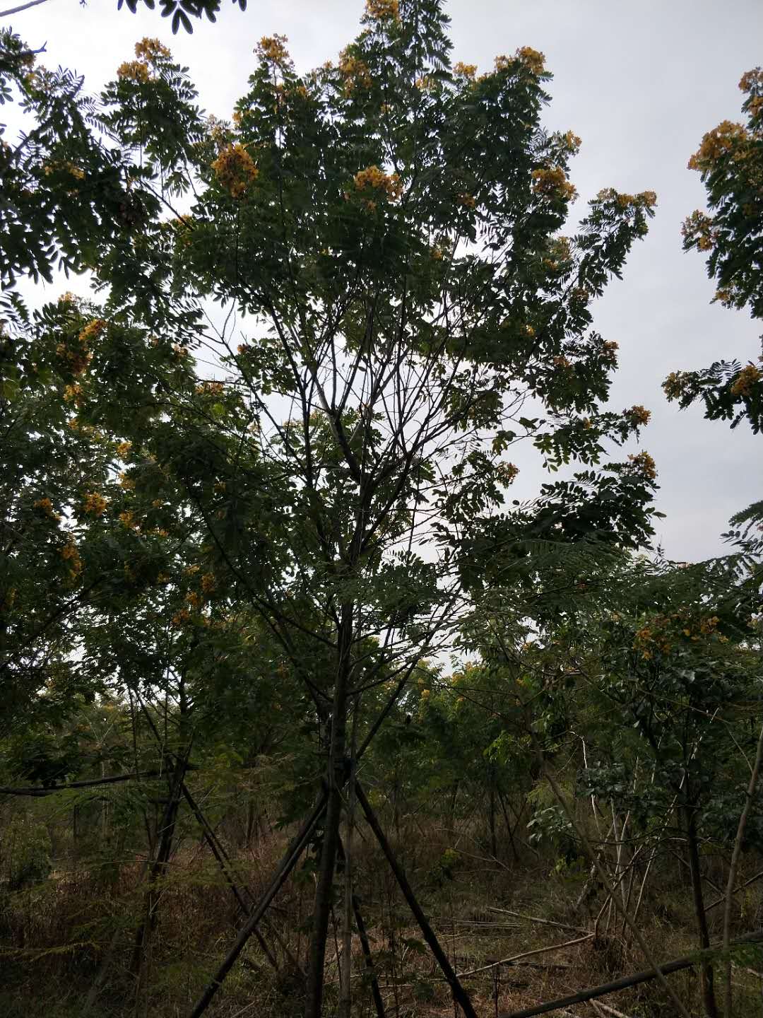 黃花槐大約多少錢(qián)一棵求購(gòu)黃花槐