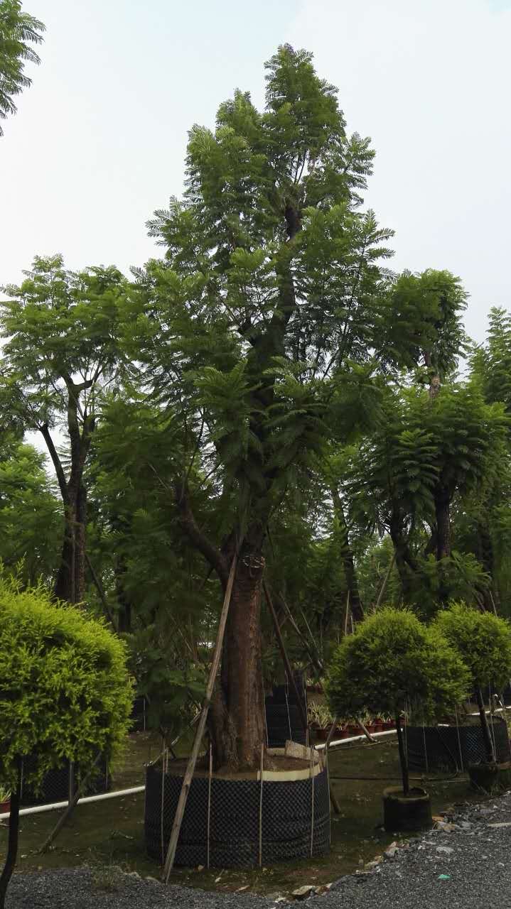 福建藍(lán)花楹什么價(jià)格，哪里有賣優(yōu)質(zhì)藍(lán)花楹