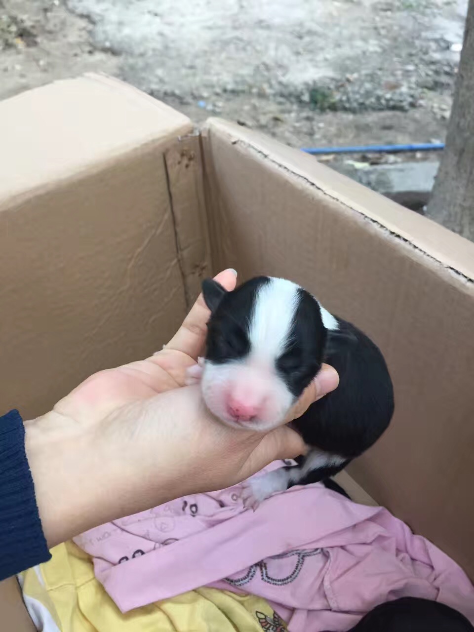 花都哪里買到健康的邊境牧羊犬，廣州金毛犬之家