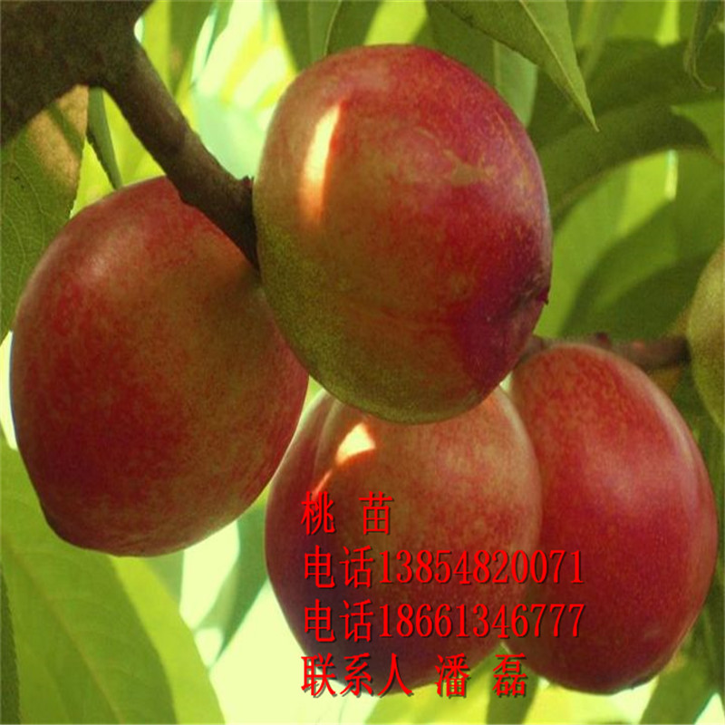 中油4號(hào)油桃苗、中油4號(hào)油桃樹(shù)苗新品種、油桃樹(shù)苗價(jià)格多少