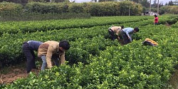 桂林果苗批發(fā)基地【桂林哪里的果苗批發(fā)基地好】桂林鑫鑫農(nóng)業(yè)大量批發(fā)果苗