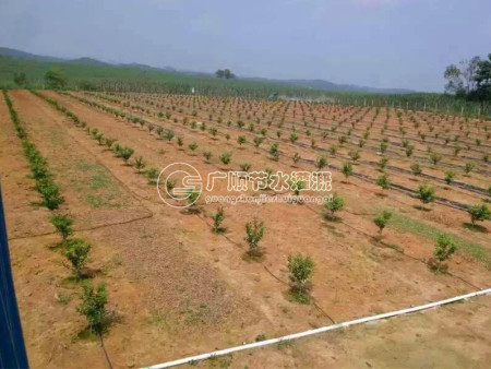 沃柑水肥一體化灌溉   廣西水肥一體化